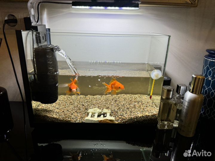 Аквариум на 10 литров