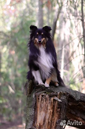 Щенки шелти