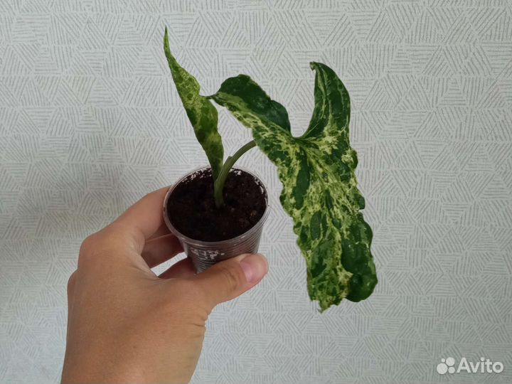 Сингониумы сортовые