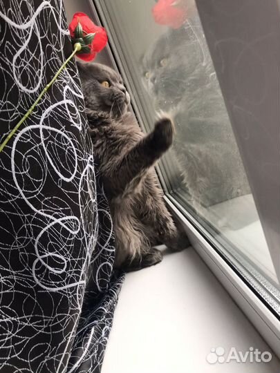 Британский кот на вязку