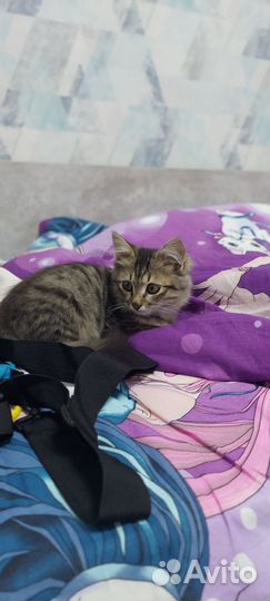 Домашние животные кошки