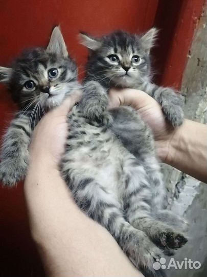 Кошка в дар бесплатно