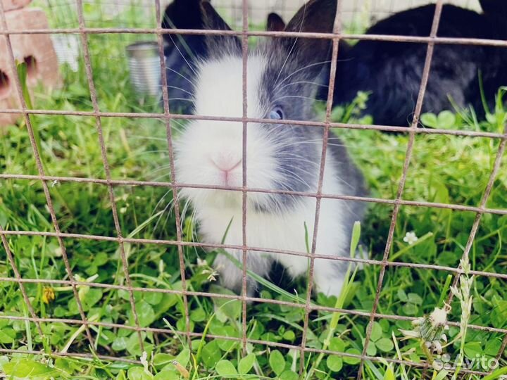 Карликовый кролик