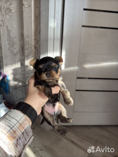 Йоркширский терьер девочка и мальчик