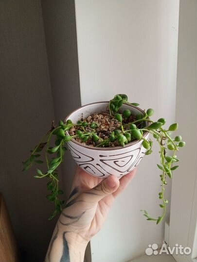 Крестовник, хойя Публикалис, Пеперомия простата