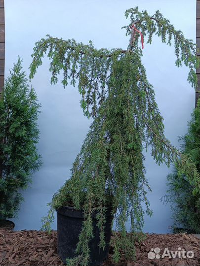 Можжевельник Хортсманн Horstmann