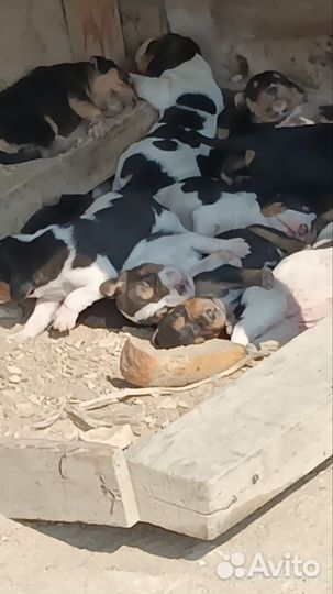 Щенки курцхаара