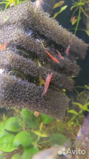 Гуппи, креветки, меченосцы, аквариум