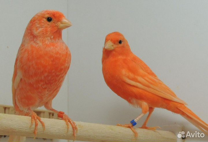 Канарейки