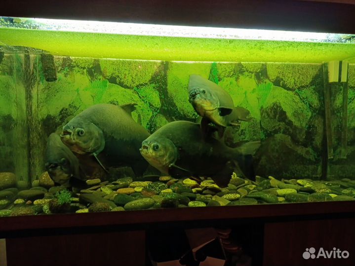 Аквариум с тумбой 400 литров и 4 пираньи