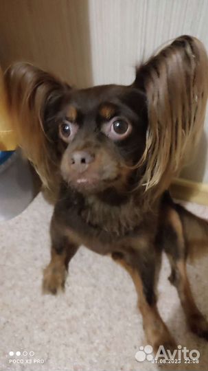 Московский той-терьер