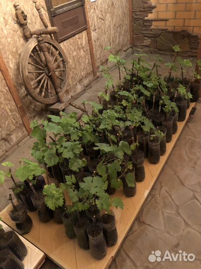 Саженцы винограда. Элитные сорта