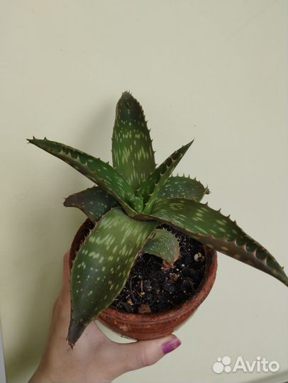 Алоэ пятнистый