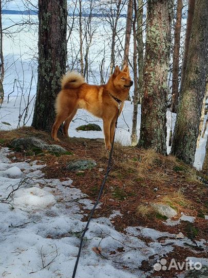Карельская лайка вязка