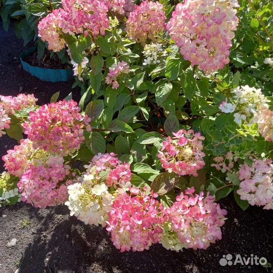 Растения для сада