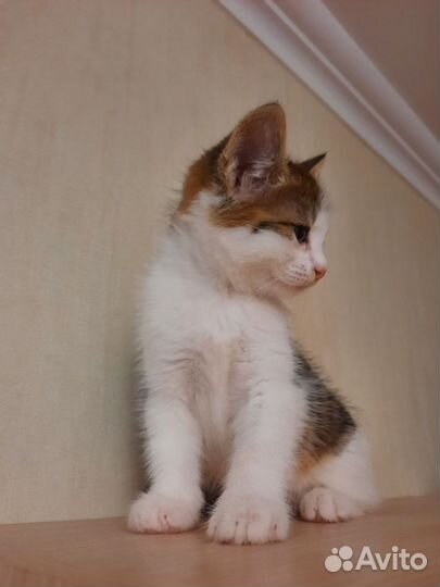 Котёнок мальчик