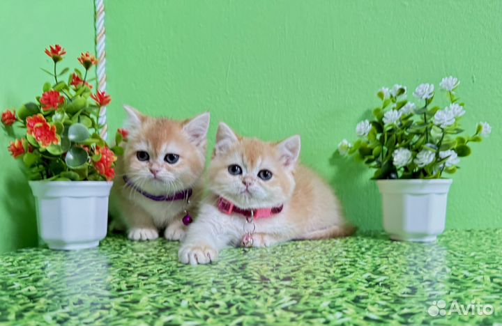 Британские золотые малышки