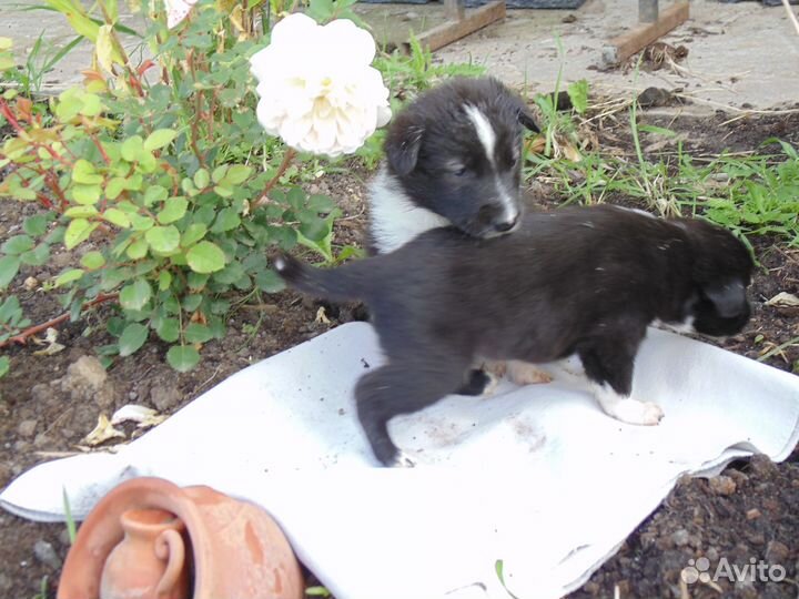 Щенки метисы в добрые руки