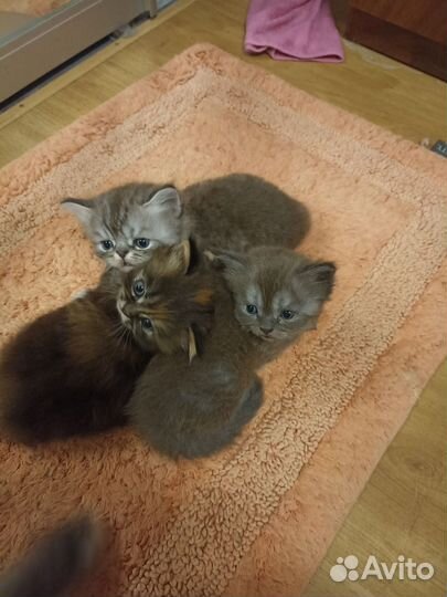 Очаровательный Котейка персидский