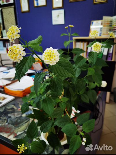 Лантана с цветом и без