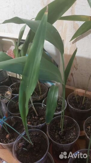 Аспидистра. редкость