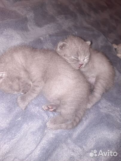 Котик животное
