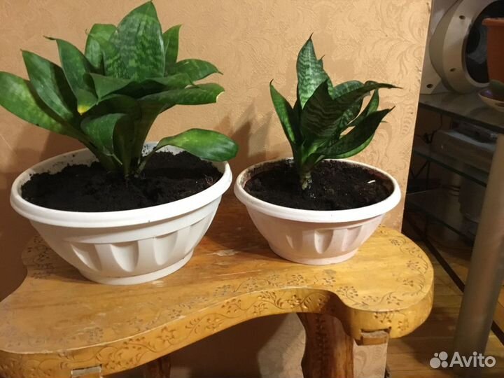 Цветок Сансевьерия Ханни