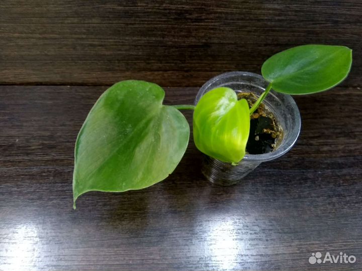 Филодендрон бразил