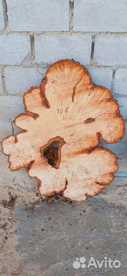 Слэбы высокогорной ольхи