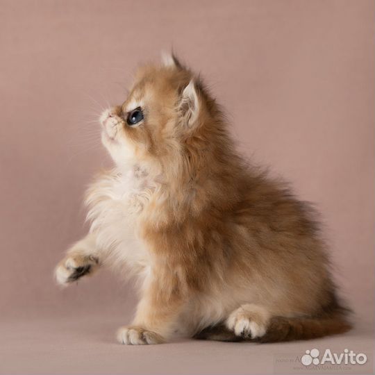 Золотые британские длинношёрстные шиншиллы