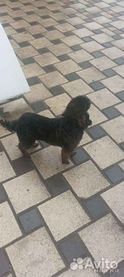 Той-пудель (вязка)