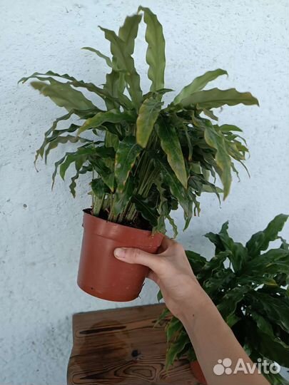 Калатея Руфибарба. Узколистная