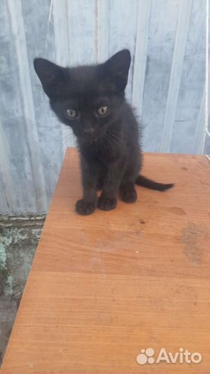 Отдам котят
