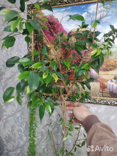 Комнатные цветы,фикус, авокадо