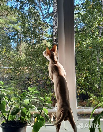 Отдам кота в добрые руки