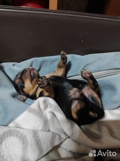 Йоркширский терьер супер мини