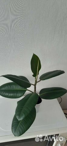 Фикус цветок