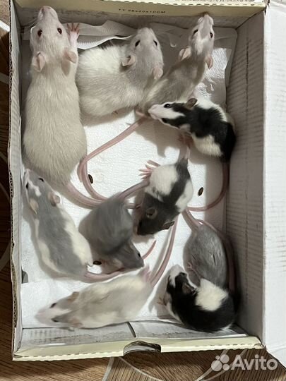 Крыса дамбо