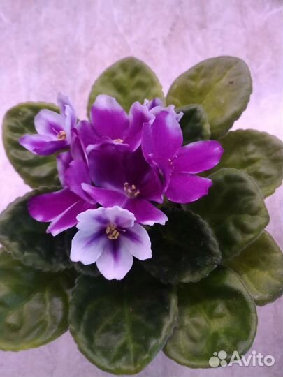 Цветущие фиалки