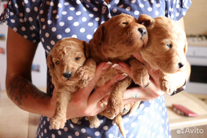 Мальтипу.резервирование