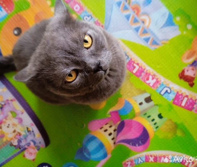 Котик Британец в добрые руки