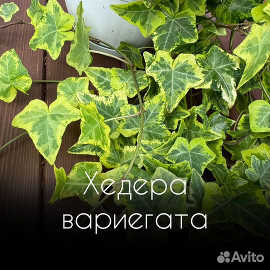 Хедера вариегата