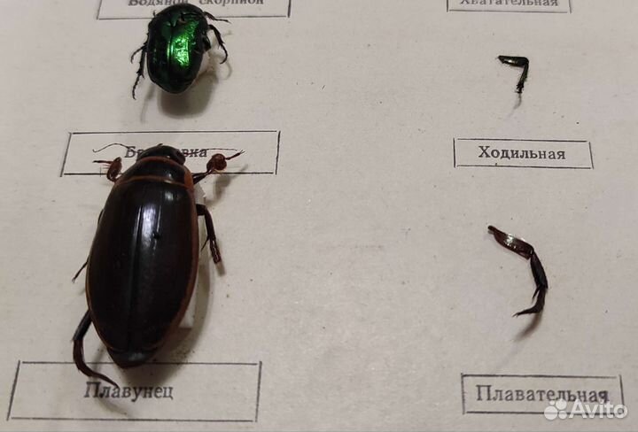 Конечности насекомых (коллекция учебная) 4