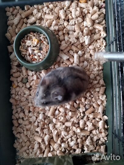 Джунгарский хомячок