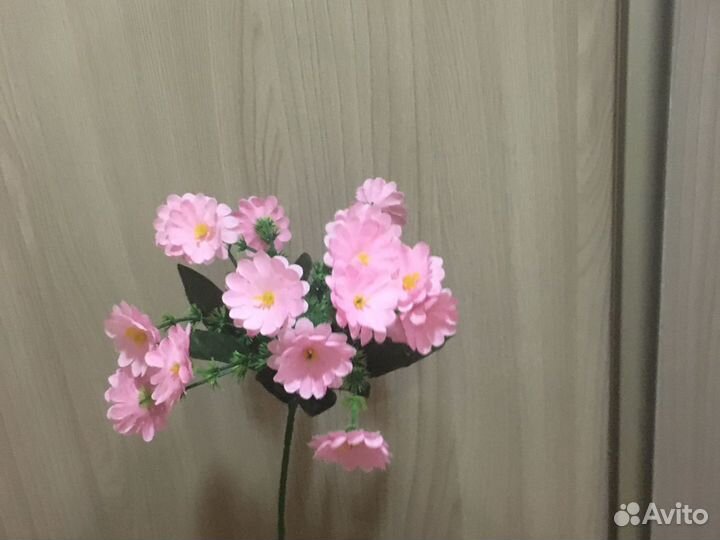 Бордюрные цветы