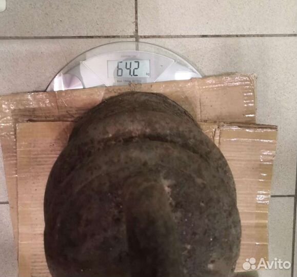 Огромные Тяжеловесные Гири Старинные 3 и 4 пуда