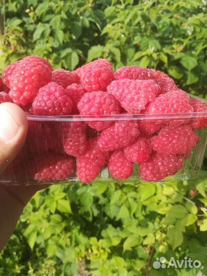 Малина свежая, вкуснейшая, отборная, местная