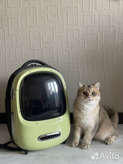 Рюкзак переноска для кошек и собак petkit