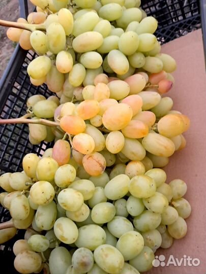 Виноград столовый