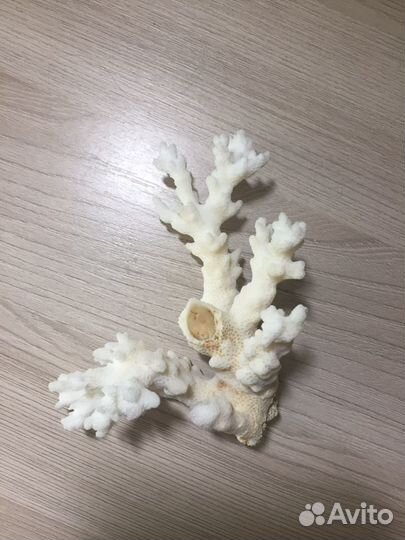 Натуральный коралл